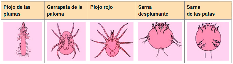 Piojo de las plumas    Garrapata de la paloma    Piojo rojo    Sarna desplumante    Sarna  de las patas